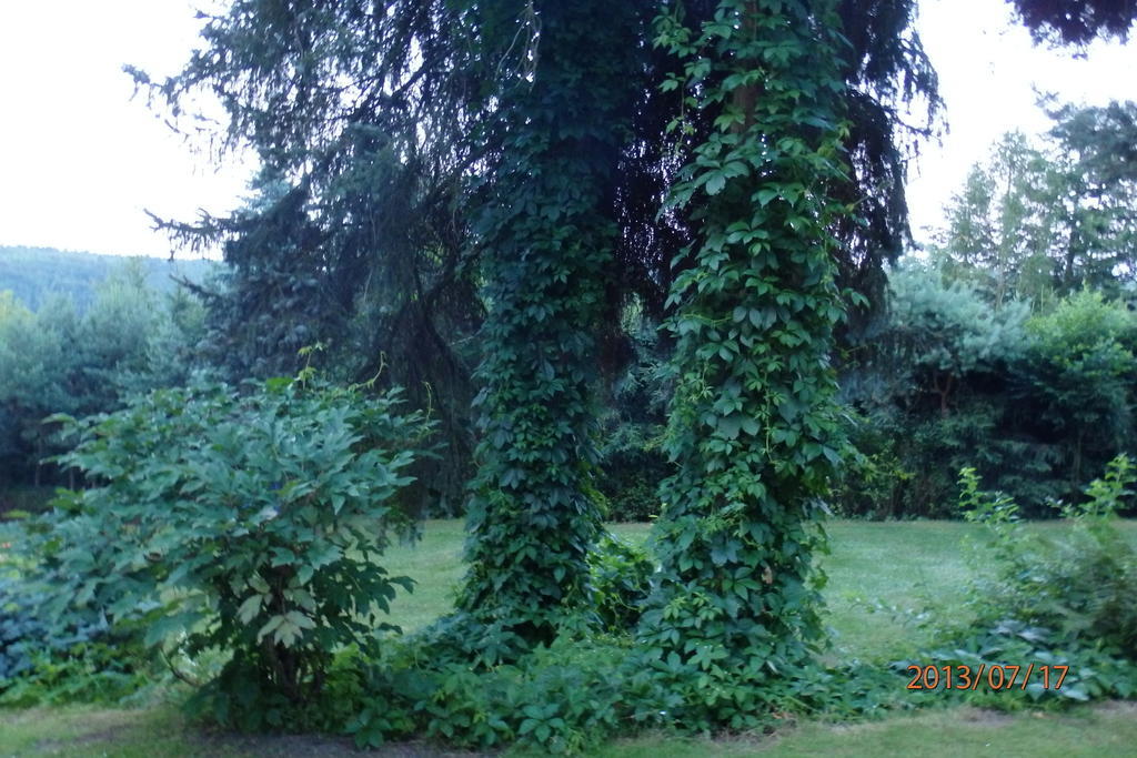 Villa Blanka Horní Podkozí Dış mekan fotoğraf